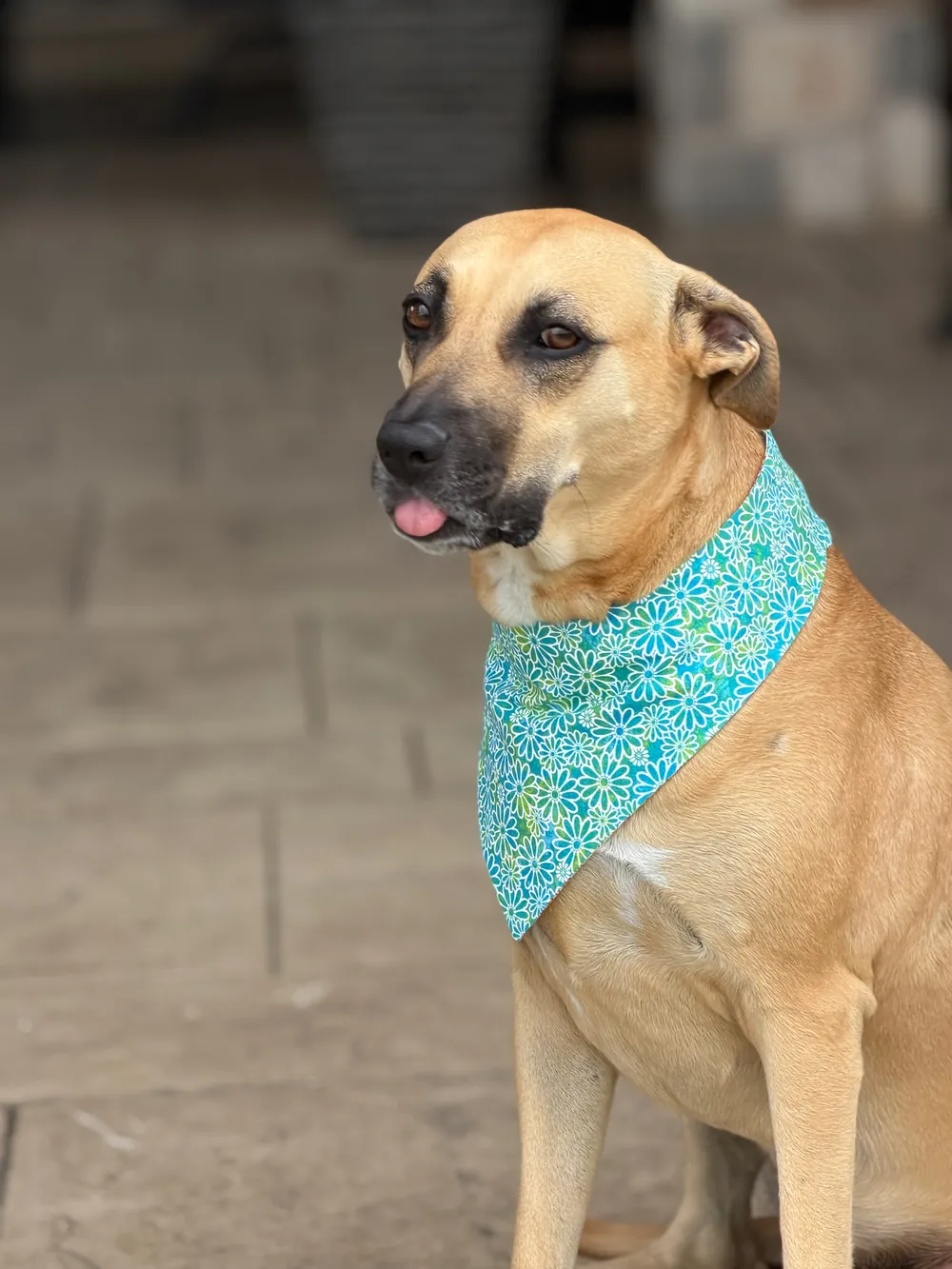 A happy dog wearing a teal floral Northstar Dog Threads bandana