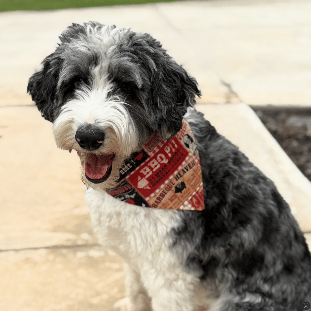 Bodhi, a dog wearing the Northstar Dog Threads Grill & Chill bandana