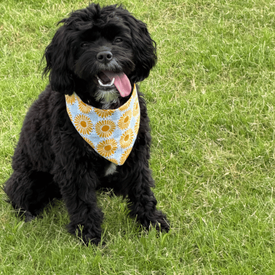 Murphy, a dog wearing the Northstar Dog Threads Sunnybrook bandana