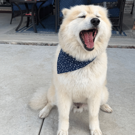 Theo, a dog wearing the Northstar Dog Threads Paws of Honor bandana