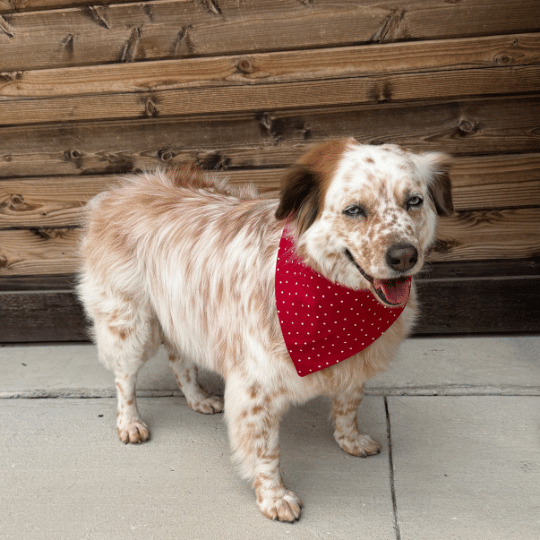 Hazel, a dog wearing the Northstar Dog Threads Farmhouse Picnic bandana
