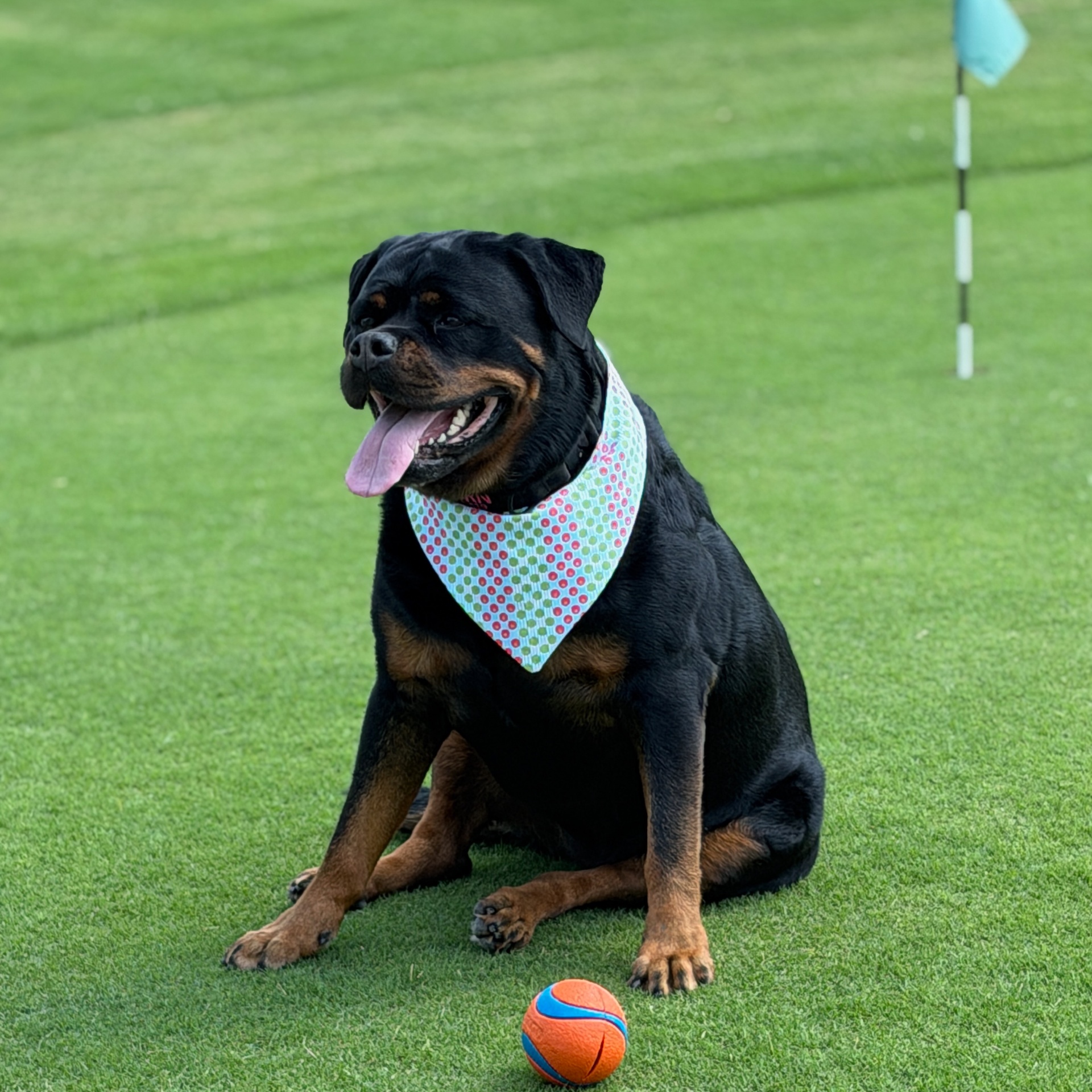 Kimber, a dog wearing the Northstar Dog Threads Sweet & Sour bandana