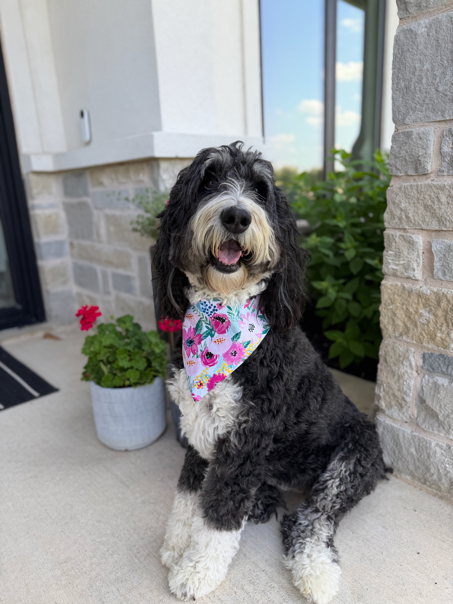 Millie, a dog wearing the Northstar Dog Threads Farmhouse Picnic bandana