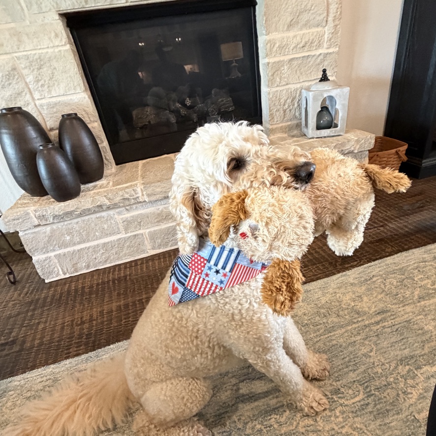 Riley, a dog wearing the Northstar Dog Threads American Trail bandana