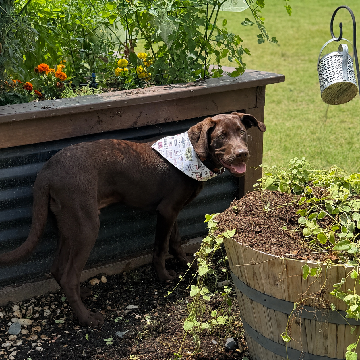 Tex, a dog wearing the Northstar Dog Threads Paws of Honor bandana